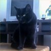 2007-12-02 Ilou the star_l.jpg